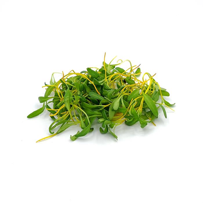 swiss chard microgreen